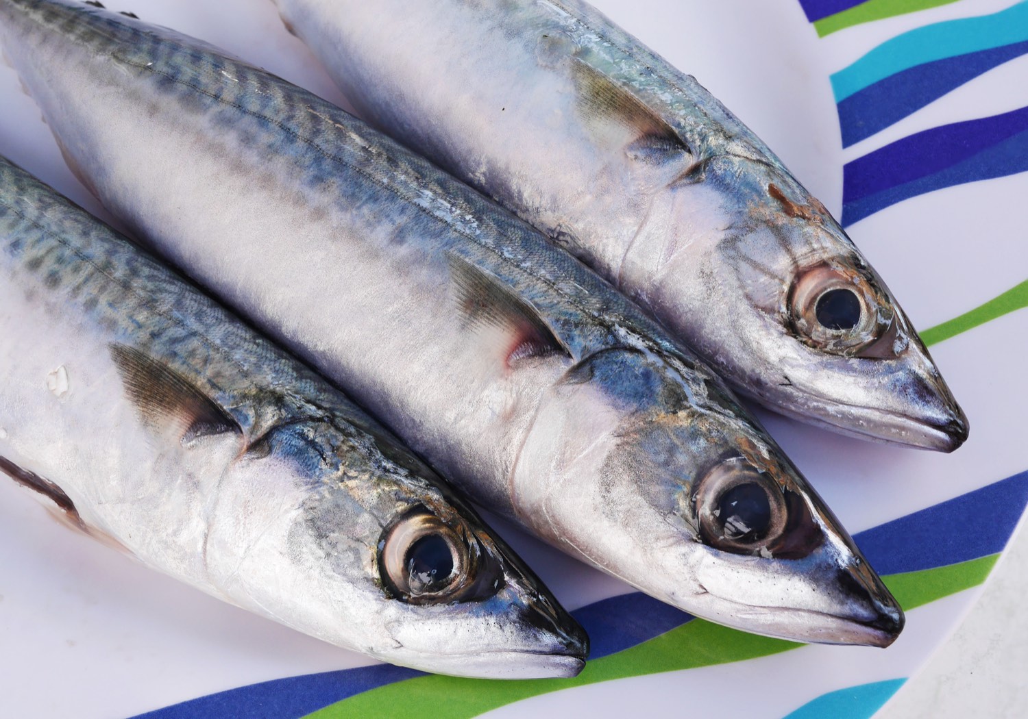 Three fresh Atlantic mackerel with blue-green striped backs and silver bellies lying on a striped plate