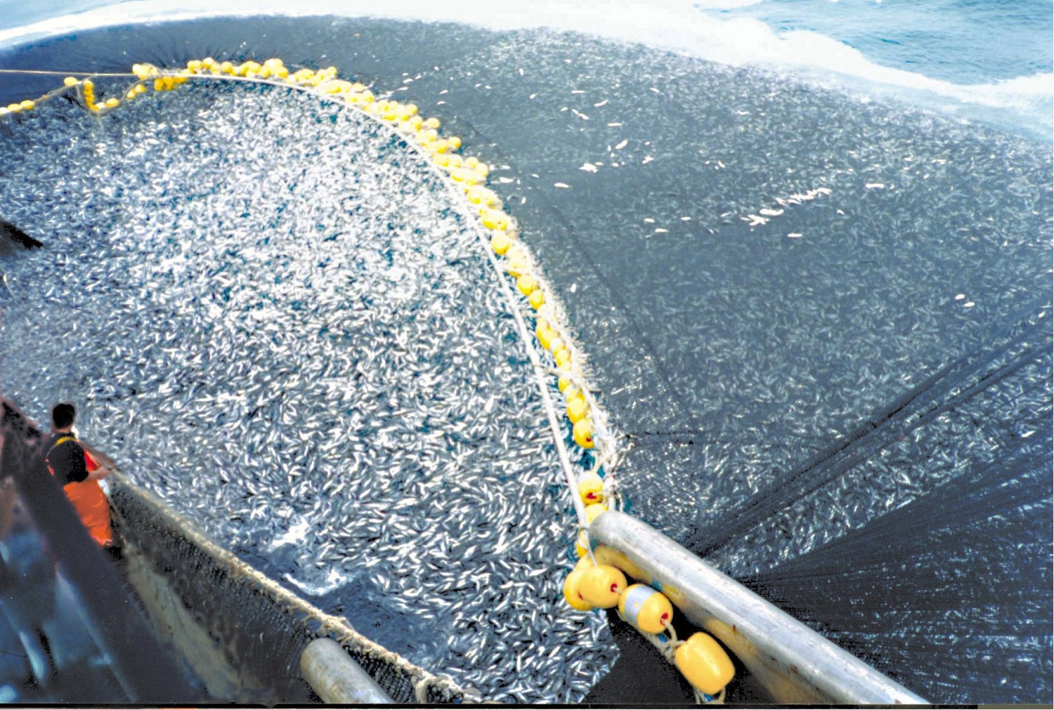 A purse seine net drawn tight alongside a fishing vessel, packed with a dense silver mass of jack mackerel, with yellow floats along the net's edge
