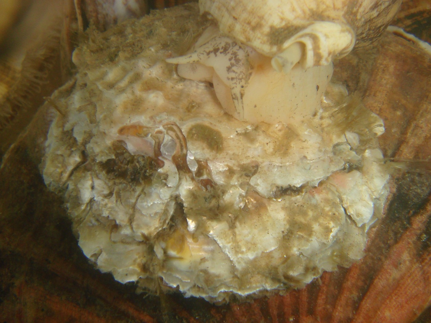 A living European flat oyster on the seabed, its encrusted shell surrounded by other shells and a whelk