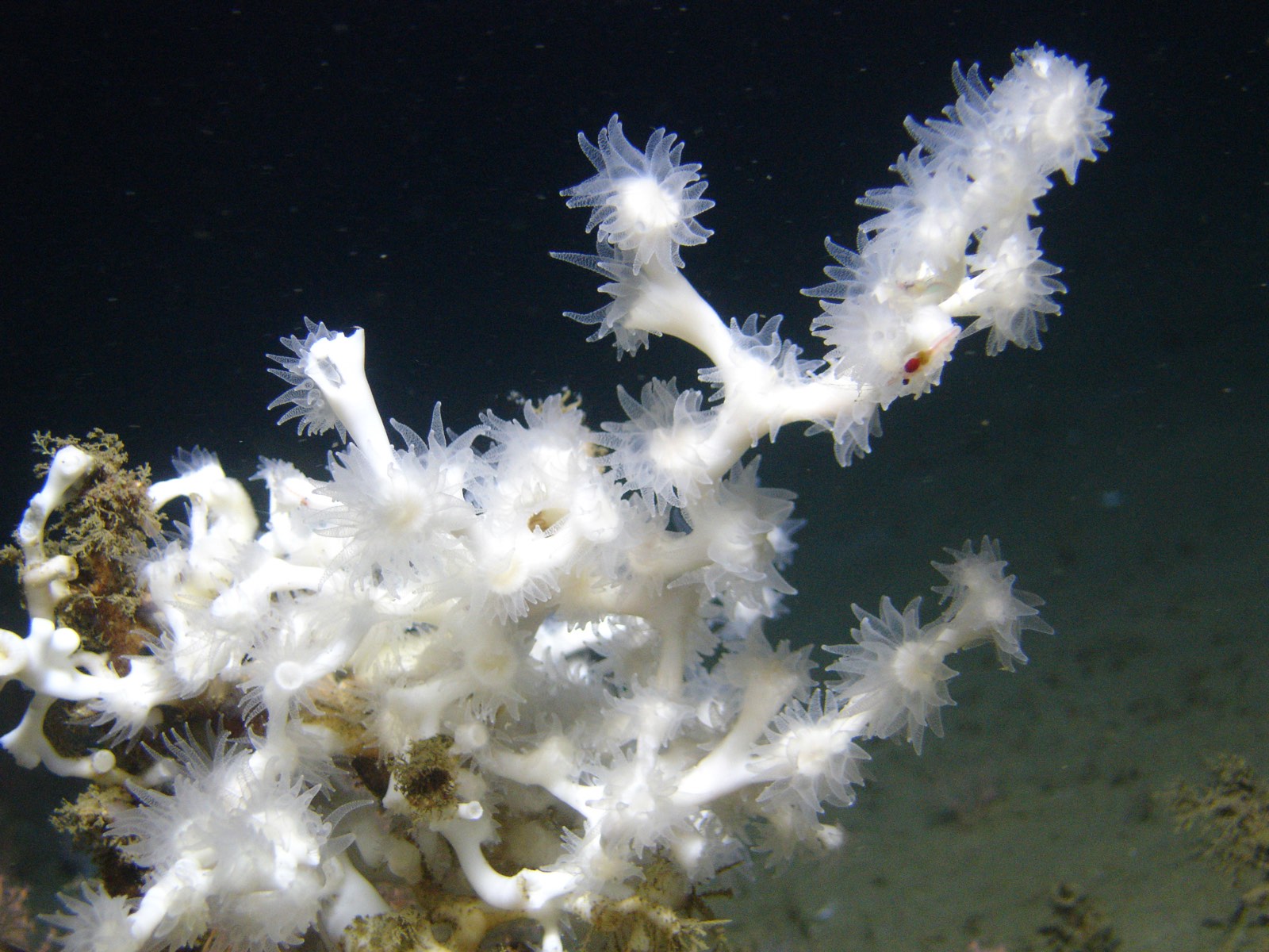 A close-up of the white cold-water coral Lophelia pertusa, its translucent polyps extended, photographed at depth