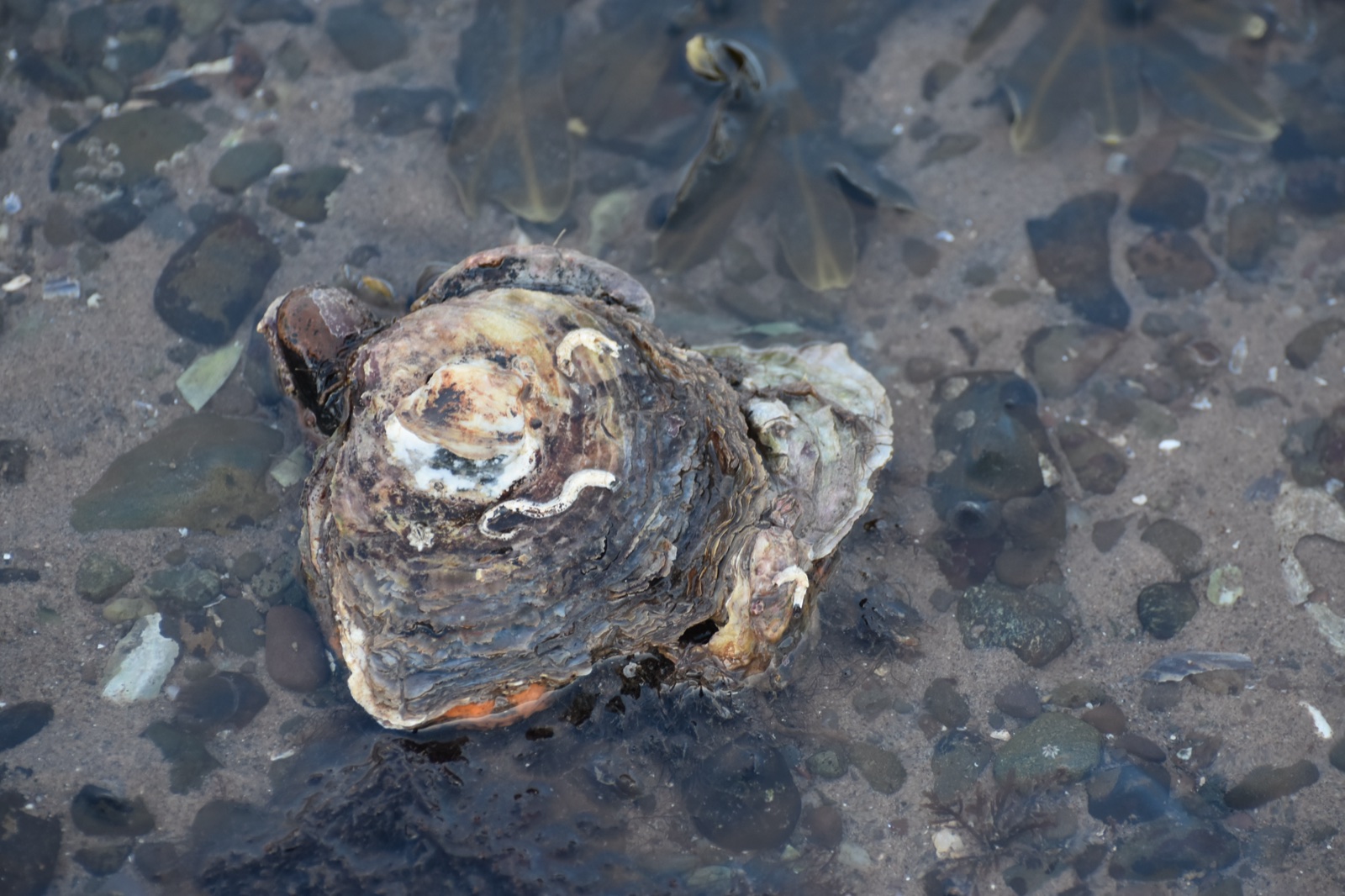A native oyster resting in clear shallow water on a pebbled Orkney shore