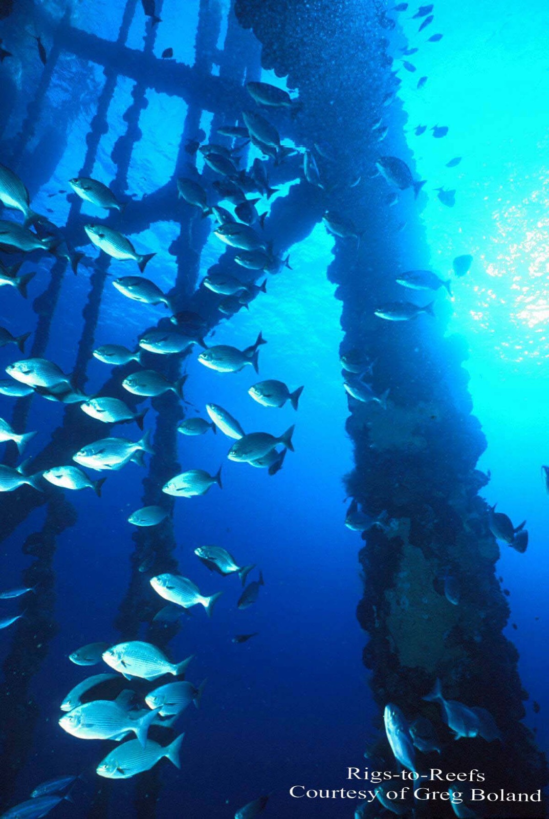Underwater view up through the legs and cross-braces of a Gulf of Mexico platform jacket, every surface crusted with marine growth and surrounded by dense schools of fish