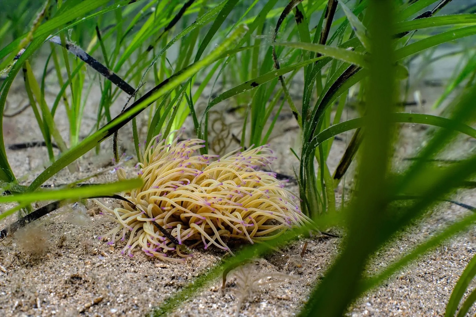 A snakelocks anemone among healthy seagrass on a sandy seabed in UK waters