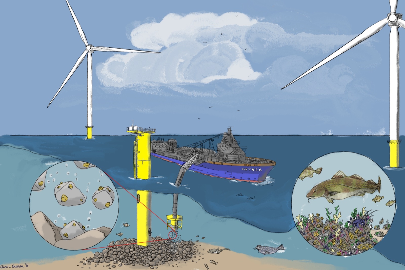 Illustration of native oyster larvae being deployed onto a wind turbine foundation, with close-ups of settled oysters and the reef community they build