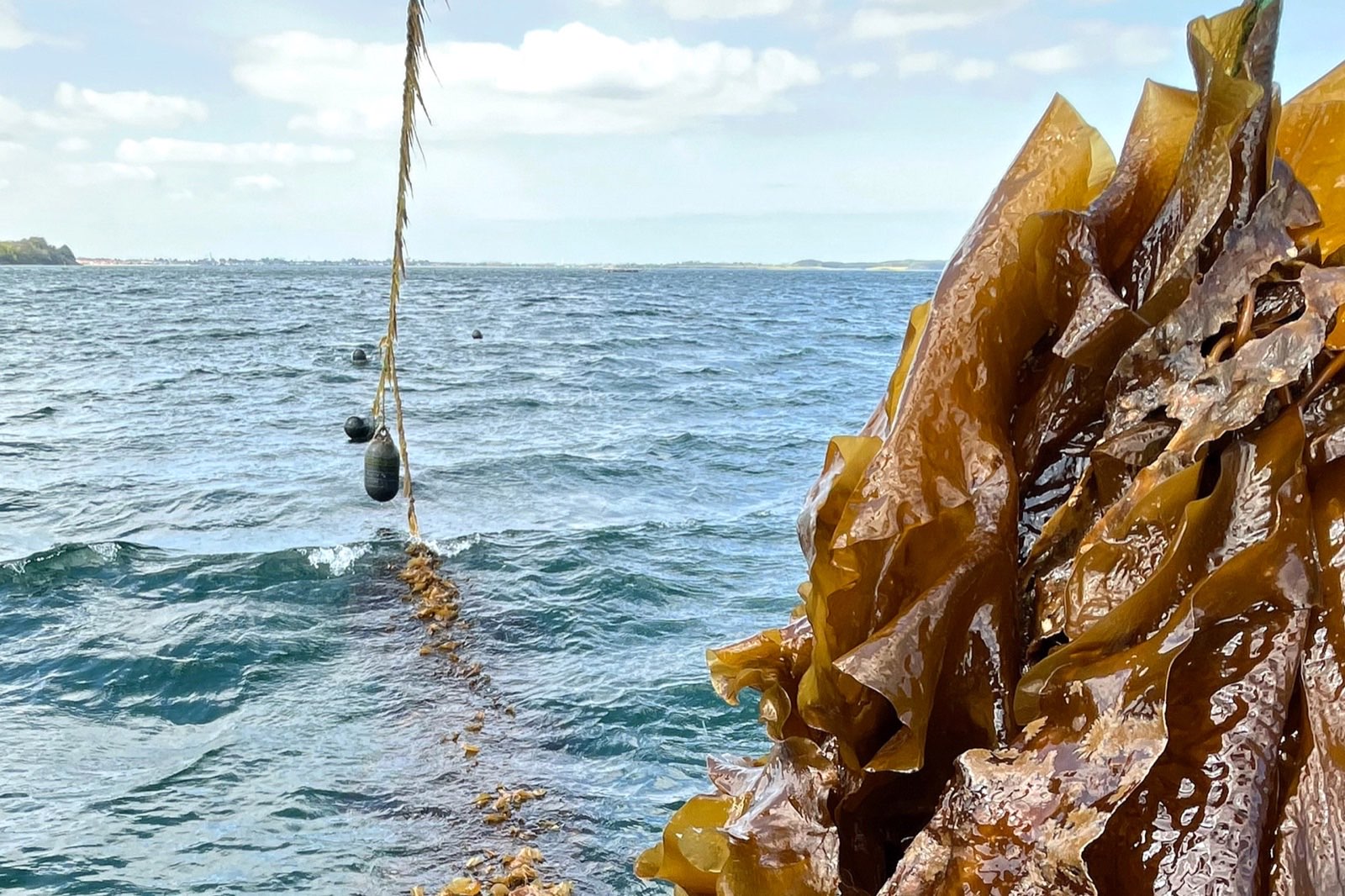 Freshly harvested sugar kelp lifted from a cultivation line at sea, with buoys and open water behind