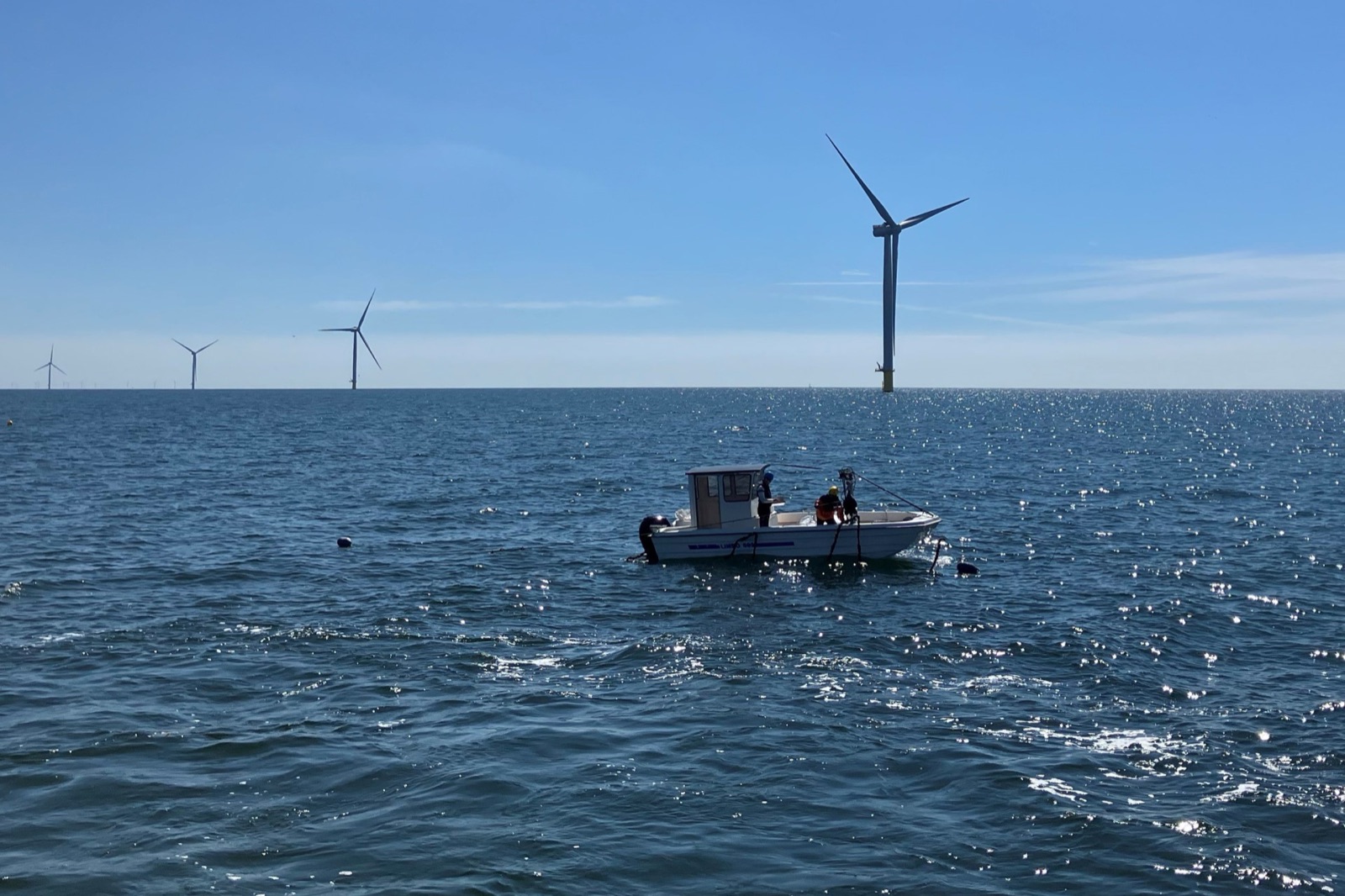 A small work boat with two crew tending seaweed cultivation lines between offshore wind turbines on a calm, sunlit sea